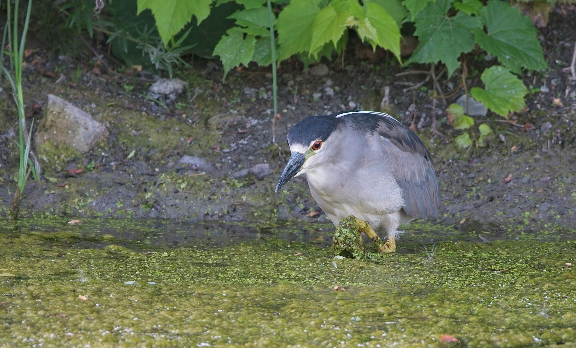 Black-Crowned Night Heron