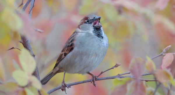 House Sparrow