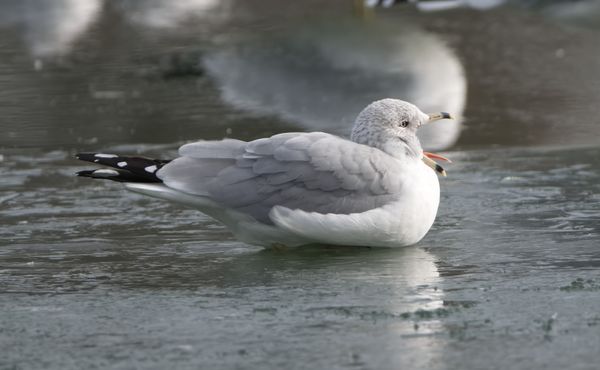 Ring-billed Gull (Larus delawarensis)